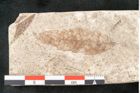 Foto (Detailansicht) von Quercus palaeoilex Ettingshausen (NHMW-GEO-2024-0188-8098)